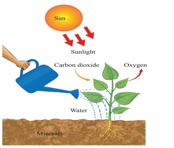 Diagram showing sunlight, carbon dioxide, oxygen, water and minerals as factors affecting plant growth