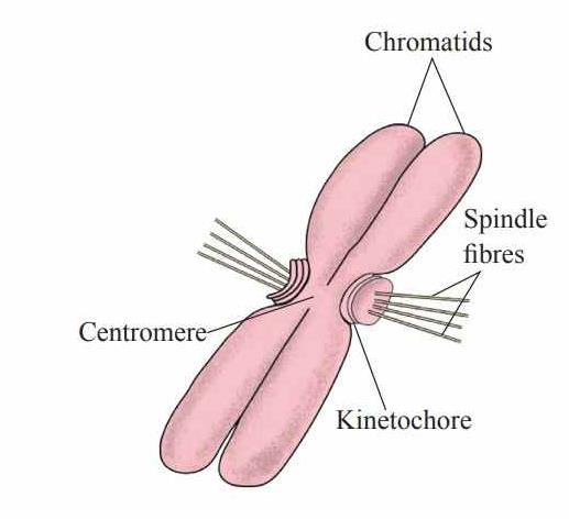 Diagram of chromosome structure showing chromatids, centromere, kinetochore and spindle fibres