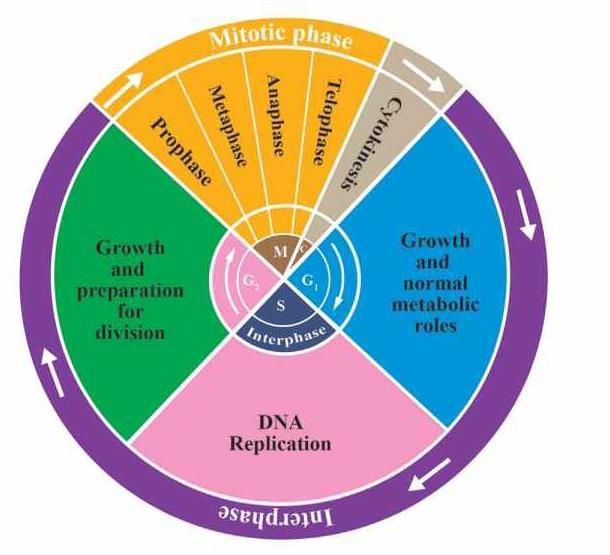 Circular diagram of the cell cycle showing interphase, mitotic phase and cytokinesis