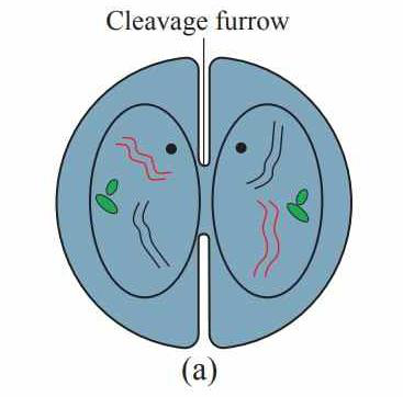 Diagram of cytokinesis in animal cell showing cleavage furrow
