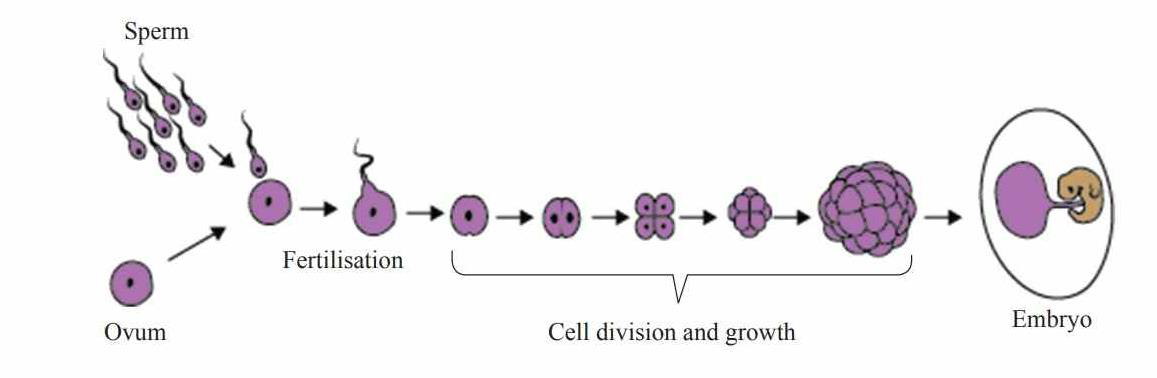 Diagram of fertilisation showing sperm, ovum, cell division and development into an embryo