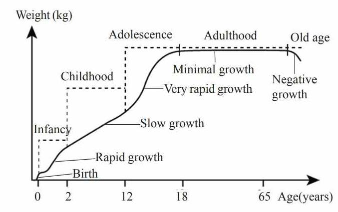 Graph of human growth pattern showing infancy, childhood, adolescence, adulthood and old age stages