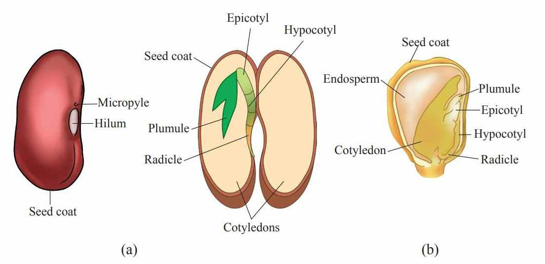 Diagram comparing structure of a dicot seed and a monocot seed