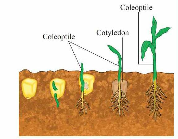 Diagram showing stages of hypogeal germination with coleoptile protecting the shoot