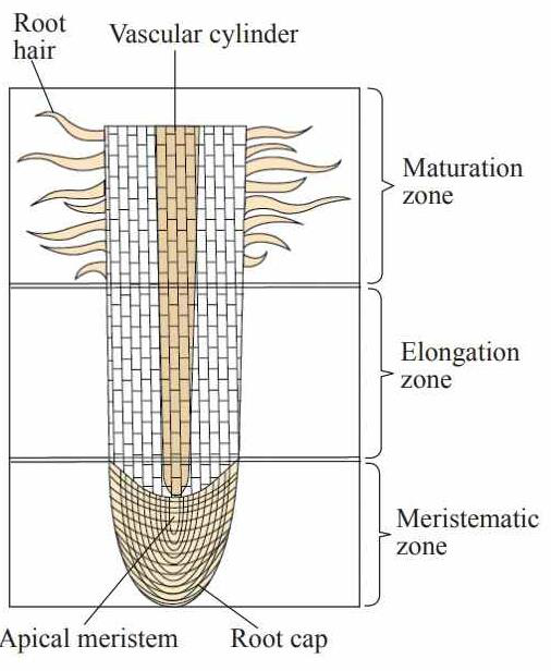 Diagram of a root tip showing meristematic zone, elongation zone and maturation zone with root hairs