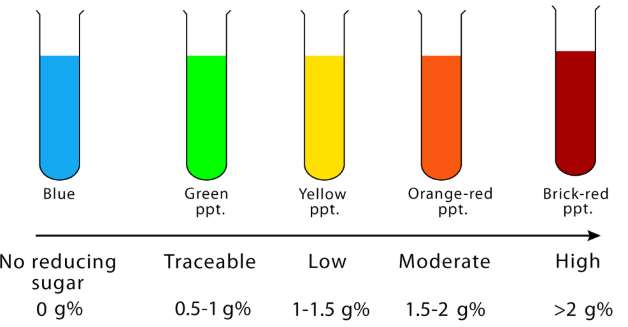 Five test tubes showing the Benedict's colour series from blue with no reducing sugar, through green, yellow and orange-red, to brick-red precipitate with high sugar concentration